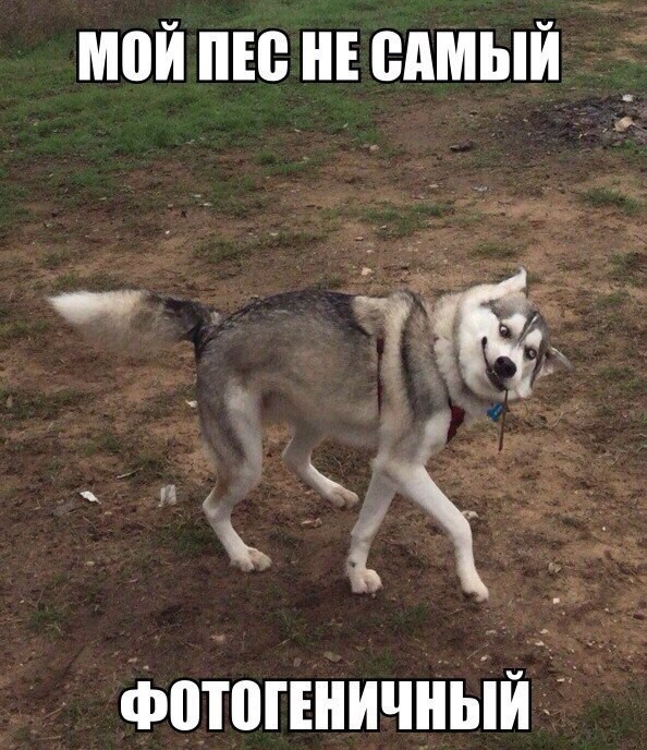 Смешные картинки с надписями приколы, фото, юмор