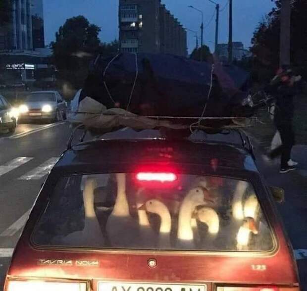 Подборка прикольных картинок