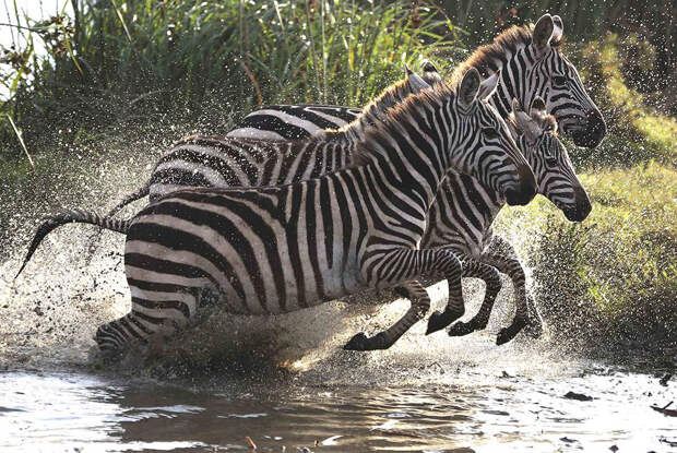 Зебры в Национальном парке в Кении