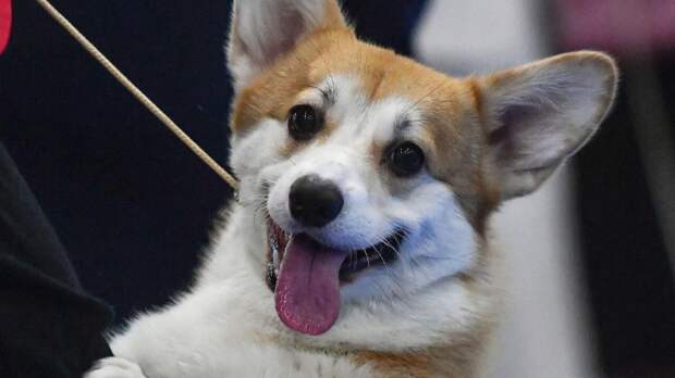 Ребята и щенята: 5 идеальных пород собак для семей с детьми