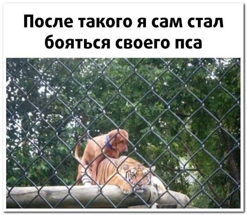 setey-socialnyh-kommentarii-citaty-vkontakte-vkontakte-smeshnye-statusy