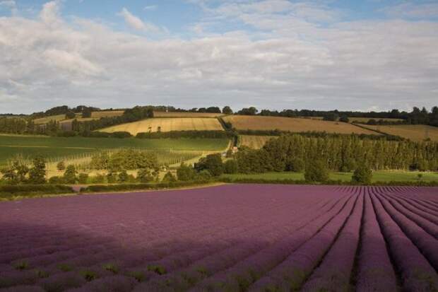 Лавандовые поля под голубым небом Франции. Лавандовые поля под голубым небом Франции.