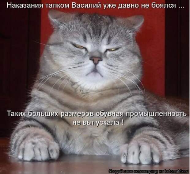 Пятничная котоматрица
