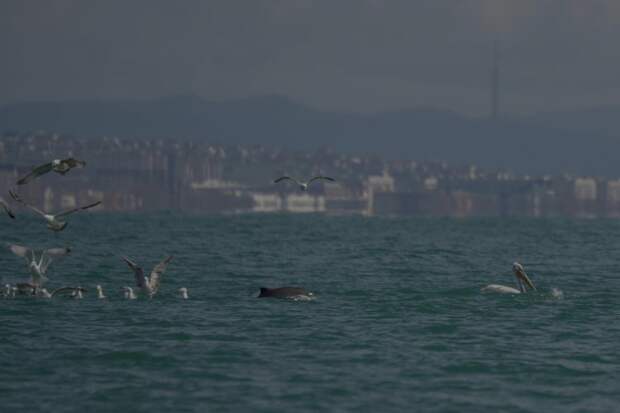 Экспедиция на Бугазской косе: учёные возобновили исследования китообразных в Чёрном море