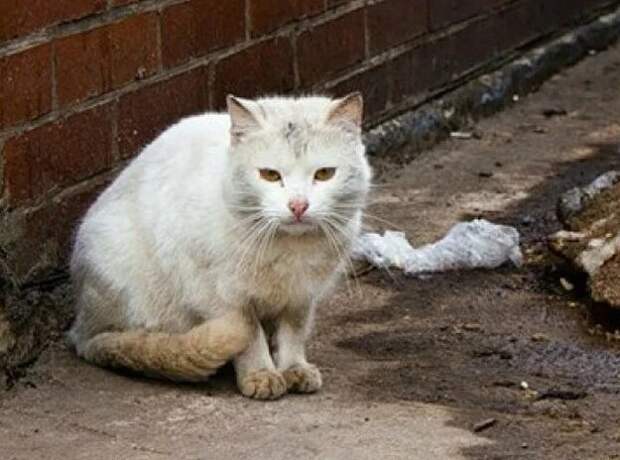Котик. Фото взято из сети Яндекс. Картинки
