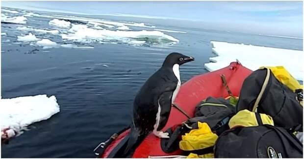 Любопытный пингвин запрыгнул в лодку к ученым в Антарктиде антарктида, в мире, видео, встреча, животные, лодка, пингвин, прикол, птицы