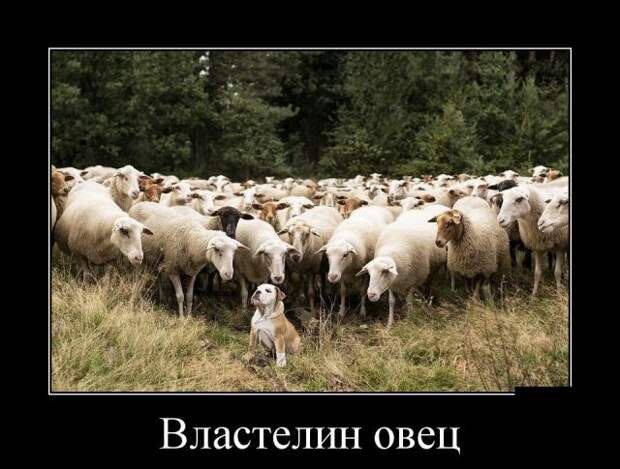 Демотиваторы (30 фото)