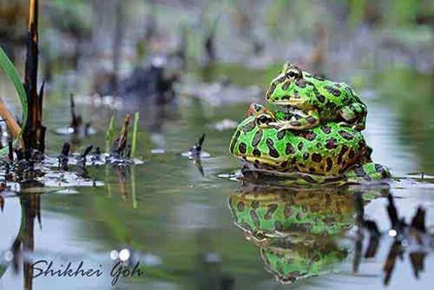 frog-photography-4__880
