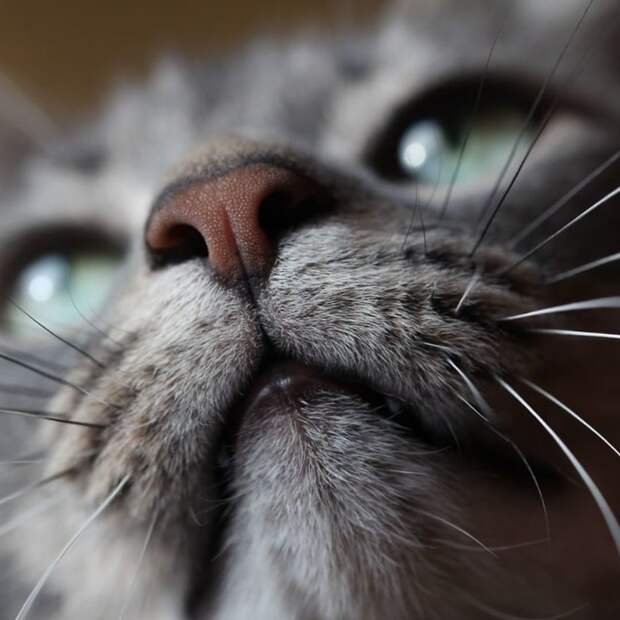5. домашние животные, животные, коты, кошки, морда, нос, носики, фото кошек