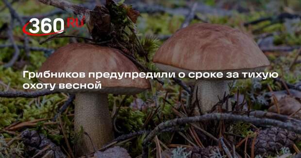 Роскачество: сбор грибов из Красной книги грозит лишением свободы