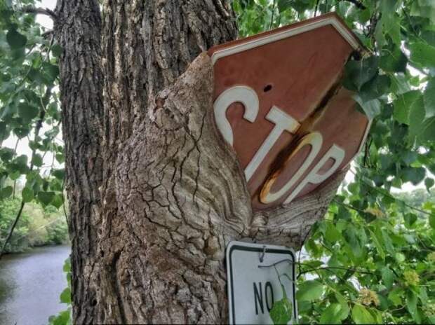 Как деревья поглощают всё вокруг