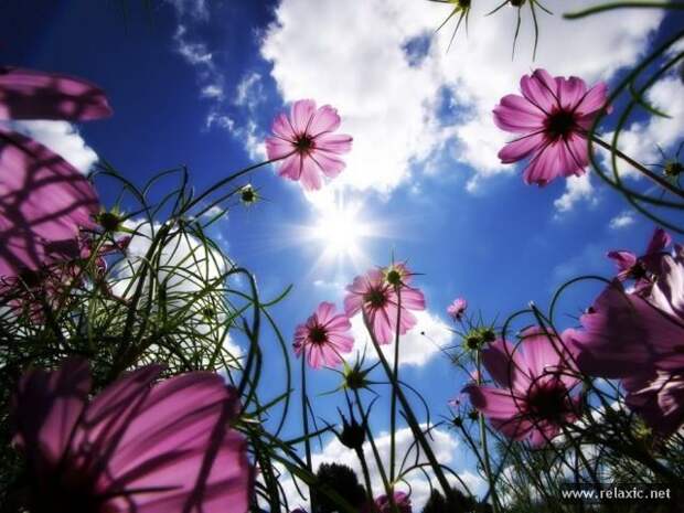 nature_005