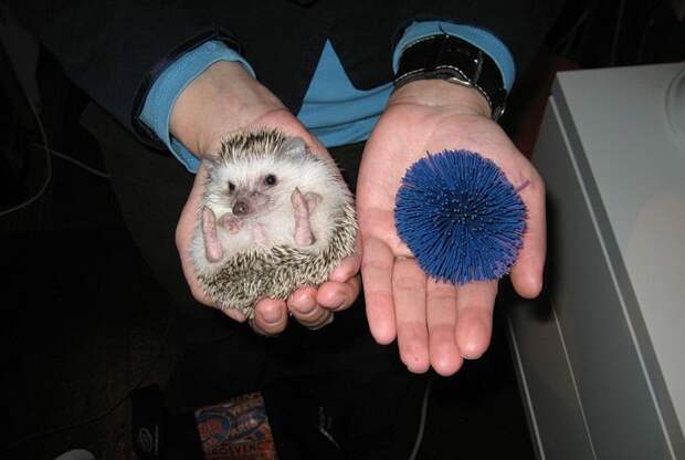 Hedgehogs08 Ёжики настоящие и нет