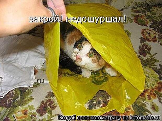 1414135104_kotomatricy-20