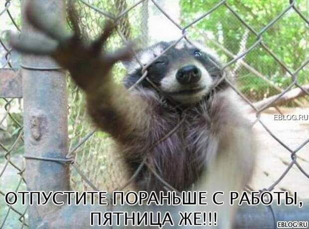 Пятничный позитив! Смотрим, заряжаемся на выходные! 20 прикольных картинок.