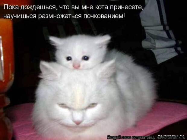 Лучшие котоматрицы недели (50 фото)