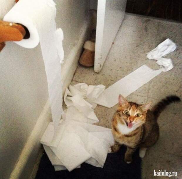 Смешные котики (55 фото)