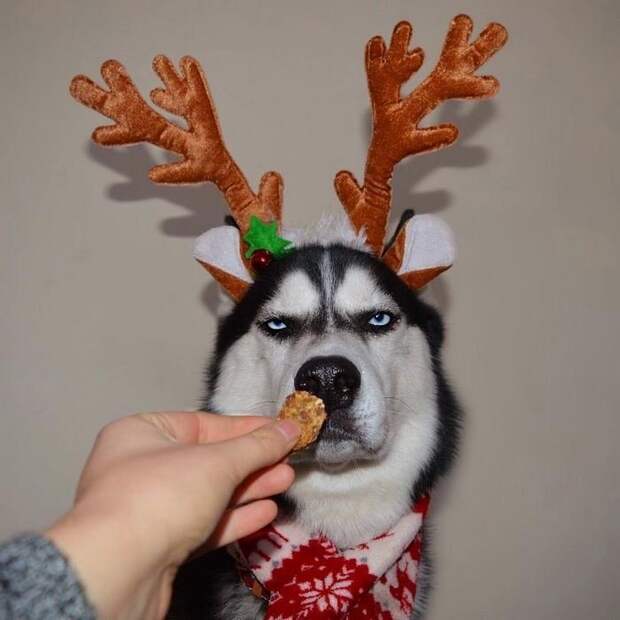 Сибирский хаски Ануко ненавидит Рождество и показывает это всем своим видом выражение, животные, морда, рождество, собака, хаски