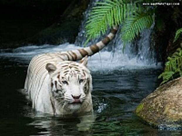 Белые тигры 33