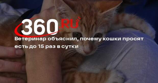 Ветврач Костикова: сытые кошки часто просят есть из-за скуки и болезней