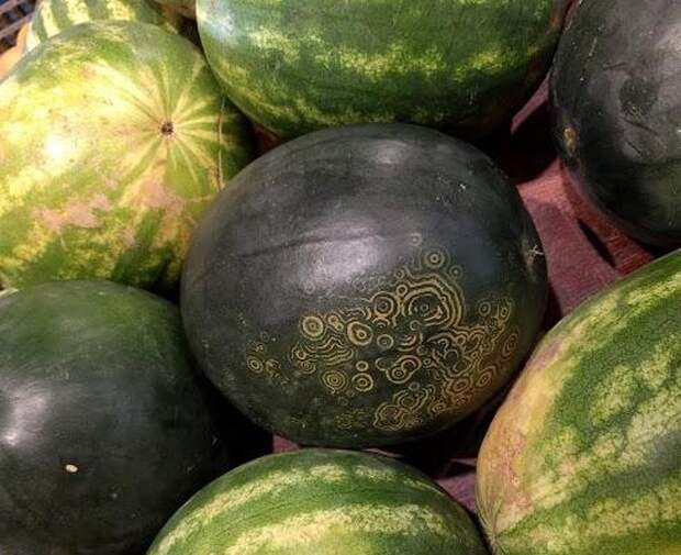 Впечатляющие снимки диковинной еды, которую даже жалко есть