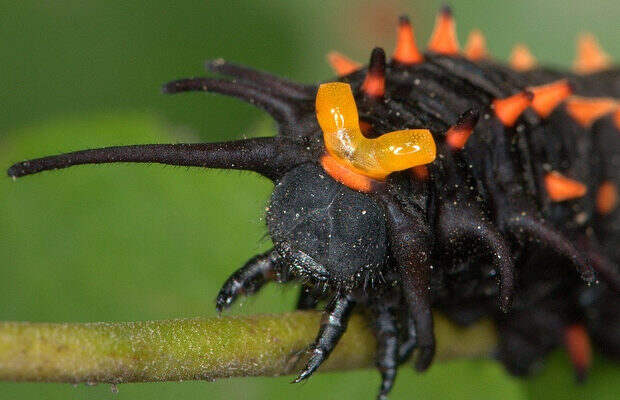 Черная бабочка (Pipevine Swallowtail Caterpillar) Черная бабочка (Pipevine Swallowtail Caterpillar)