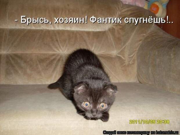 Лучшие котоматрицы недели (50 фото)