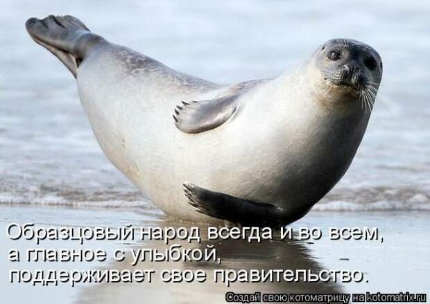 Лучшие котоматрицы недели (50 фото)