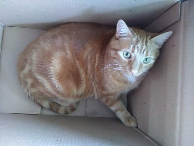 кошка
