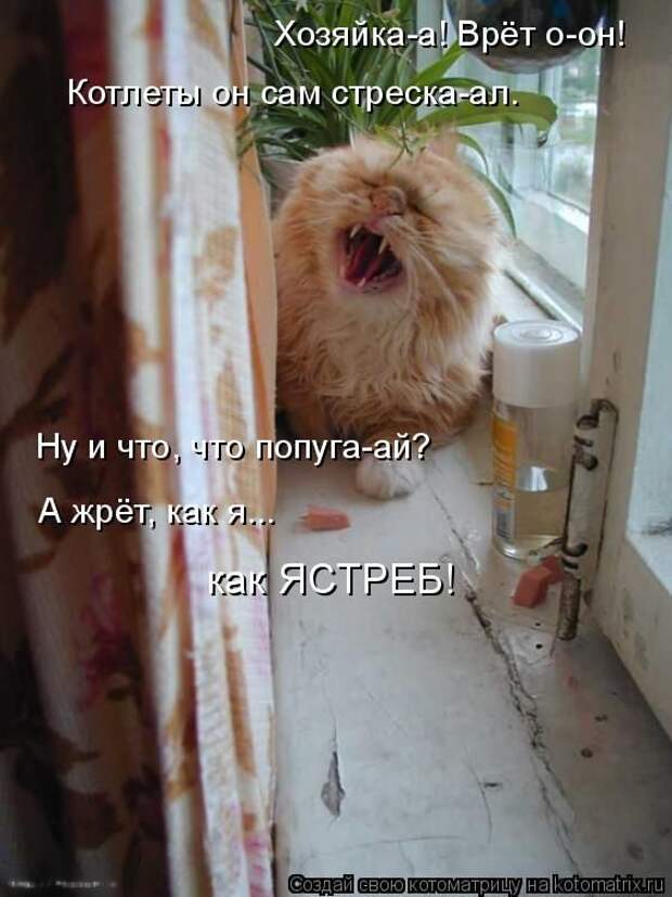 Лучшие котоматрицы недели