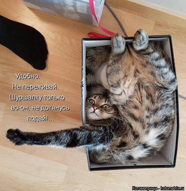 kotomatritsa_M (681x700, 443Kb)