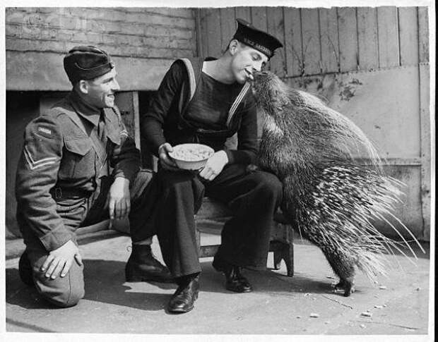 Солдат угощает дикобраза вкусным орешком. Лондонский зоопарк, 1940 год. история, люди, мир, фото