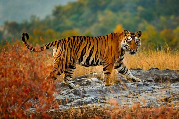 Тигр - самая большая дикая кошка