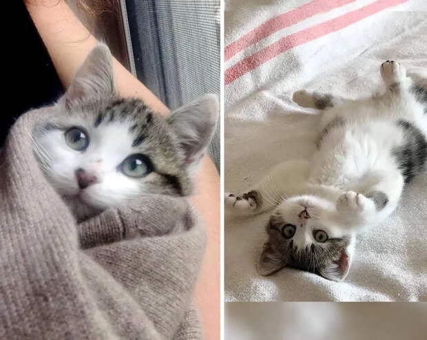 Без кота и жизнь не та