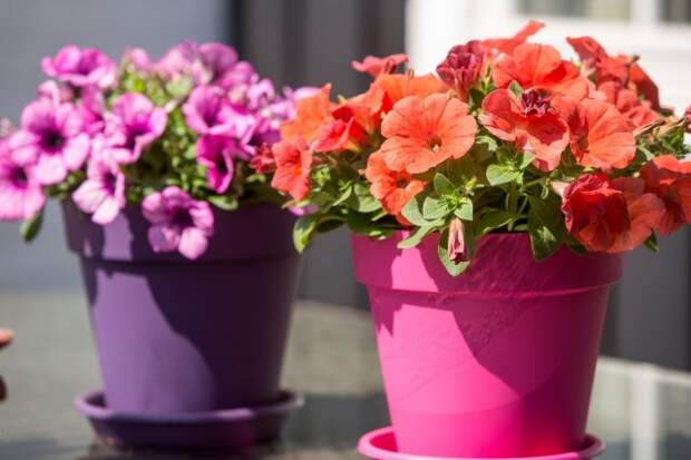 Петуния (Petunia) Петуния (Petunia)