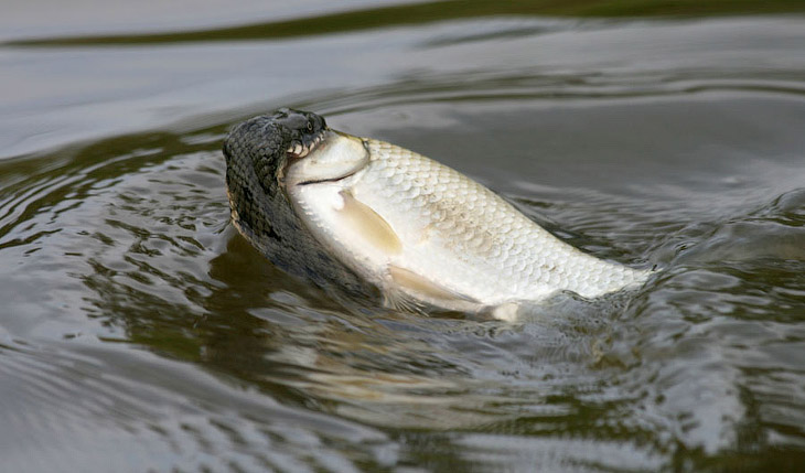 Водяной уж (Natrix tessellata)