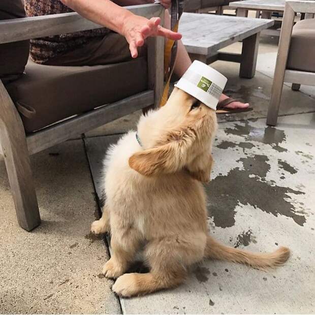 I Tipped Water On My Head Before Mom Could Grab The Bowl, So I'd Say My First Trip To Panera Was A Success 