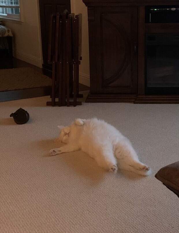 Уморительные котейки, которые сломались