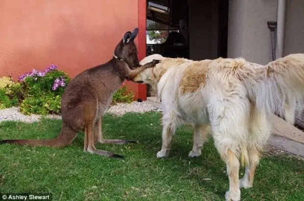 Спасённый человеческой семьёй малыш кенгуру считает себя собакой