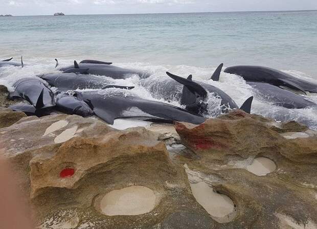 Более 150 китов выбросились на берег в Австралии австралия, акулы, выбросились на берег, гибель животных, киты, происшествие, спасите китов, странные случай