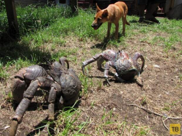 Самое удивительное и необычное в природе (29 фото)