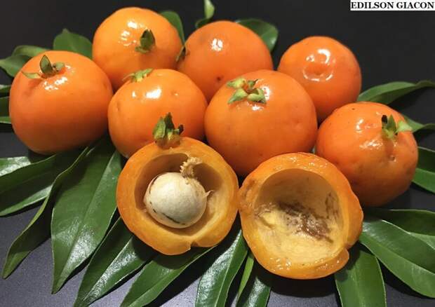 Ubaia Amarela декоративный кустарник, высотой не более 3 метров. Производит большое количество вкусных плодов желтовато-оранжевого цвета, слегка сладких и без кислотности еда, интересное, неизвестные, плоды, природа, растения, съедобные, фрукты