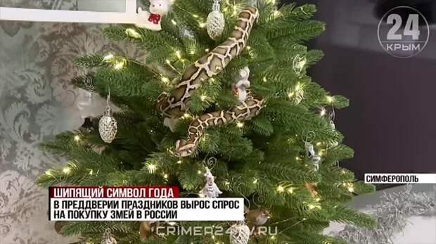 Чешуйчатые и шипящие: как подружиться с символом 2025 года