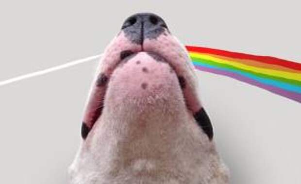 Guy Whose Wife Left Him With Nothing But A Dog Continues To Put Him In Fun Scenarios (10+ New Pics)