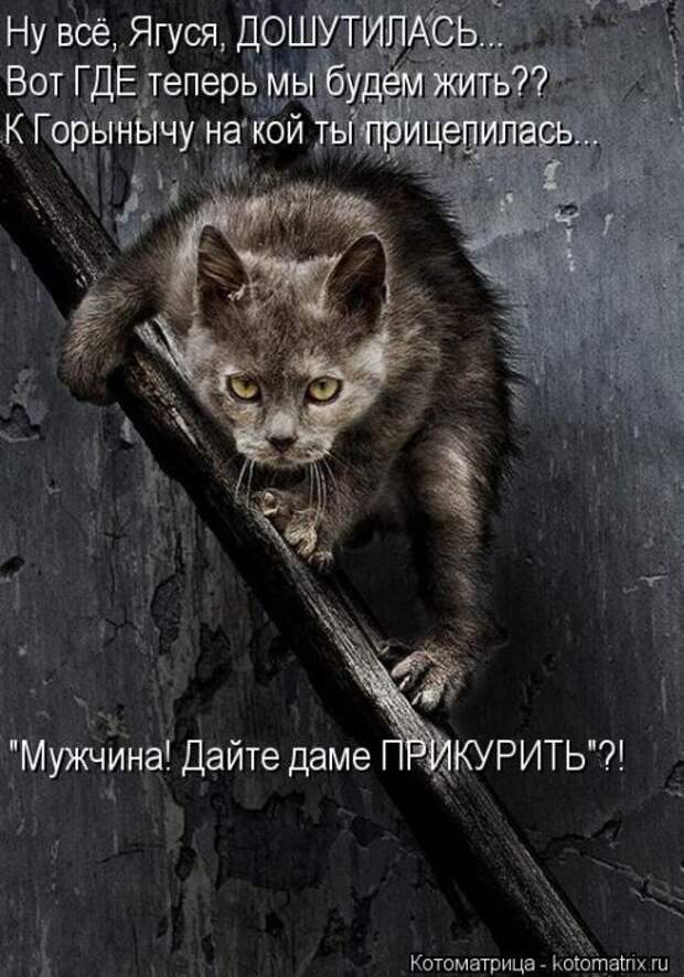 Котоматрицы (картинки с надписями)