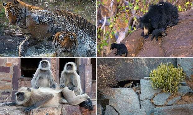 Фотограф из Германии показал Индию, которую не видел ни один турист! животные, звери, индия, красота, пейзажи, птицы, фото, фотограф