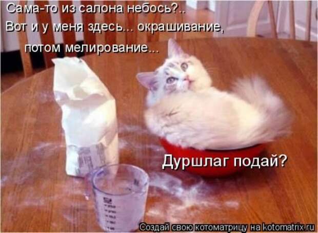Лучшая котоматрица недели