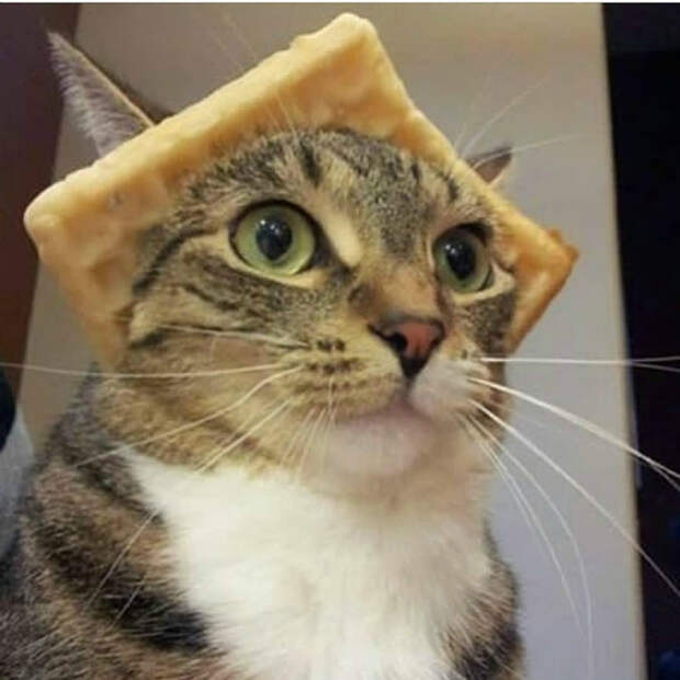 Шляпа из хлебушка. | Фото: Reddit.