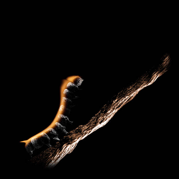 caterpillar (700x700, 122Kb)