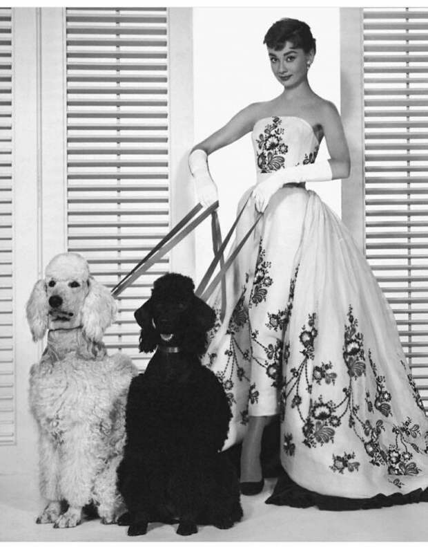 Одри Хепберн с собаками. история, ретро, фото